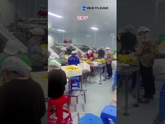 WG210 Electric Industrial Doypack Premade Pouch Packing Machine For Dried Fruit